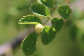 Attēlu rezultāti vaicājumam “Diplolepis eglanteriae”