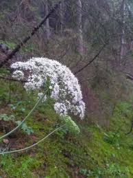 Attēlu rezultāti vaicājumam “Laserpitium latifolium leaf”