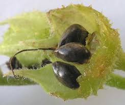 Attēlu rezultāti vaicājumam “Symphytum officinale bud”