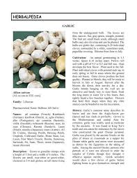 Attēlu rezultāti vaicājumam “Allium sativum fruit”