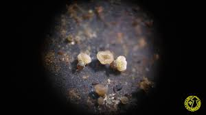 Attēlu rezultāti vaicājumam “Hyphodiscus hymeniophilus”