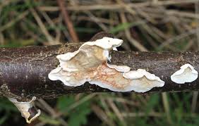 Attēlu rezultāti vaicājumam “Skeletocutis nivea”