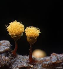 Attēlu rezultāti vaicājumam “Trichia sp.”