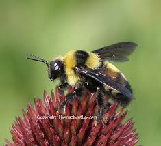 Attēlu rezultāti vaicājumam “Bombus”
