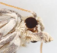 Attēlu rezultāti vaicājumam “Epinotia bilunana”