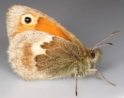 Attēlu rezultāti vaicājumam “Coenonympha pamphilus”