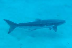 Image result for Rachycentron canadum