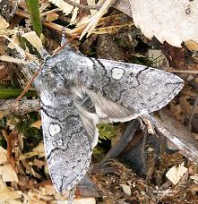Attēlu rezultāti vaicājumam “Achlya flavicornis”