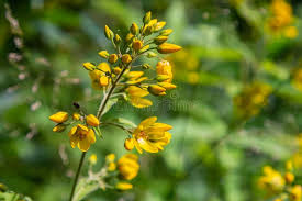 Attēlu rezultāti vaicājumam “Lysimachia vulgaris flower”