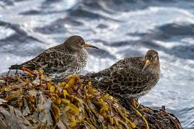 Attēlu rezultāti vaicājumam “Calidris maritima”