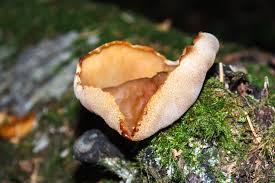 Attēlu rezultāti vaicājumam “Peziza badia”