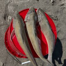 Image result for Menticirrhus americanus