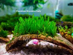 Attēlu rezultāti vaicājumam “Fissidens bryoides”