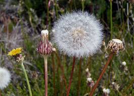 Image result for Agoseris major