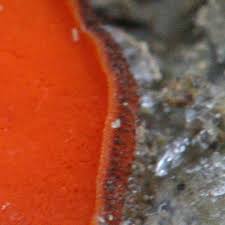 Attēlu rezultāti vaicājumam “Melastiza chateri”