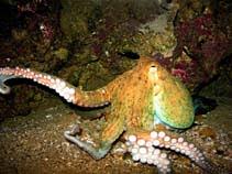 Image result for Octopus vulgaris