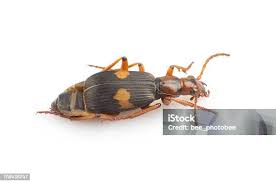 Attēlu rezultāti vaicājumam “Silphidae”