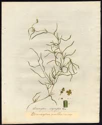 Attēlu rezultāti vaicājumam “Potamogeton compressus”