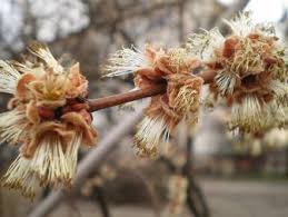 Attēlu rezultāti vaicājumam “Acer saccharinum flower”