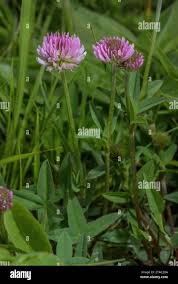Attēlu rezultāti vaicājumam “Trifolium montanum”