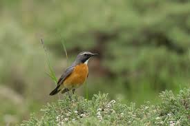 Image result for Irania gutturalis