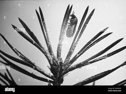 Attēlu rezultāti vaicājumam “Diprion pini male”