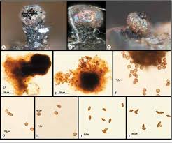 Attēlu rezultāti vaicājumam “Liceaceae”