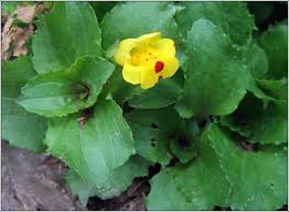 Image result for Mimulus x hybrida