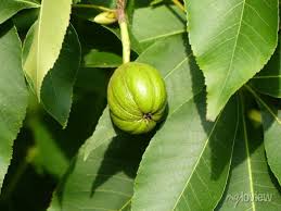 Attēlu rezultāti vaicājumam “Carya ovata fruit”