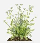 Attēlu rezultāti vaicājumam “Carum carvi leaf”