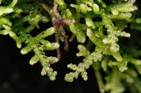 Attēlu rezultāti vaicājumam “Lepidozia reptans”