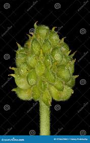 Attēlu rezultāti vaicājumam “Ranunculus auricomus leaf”