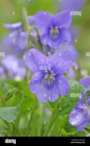 Image result for Veilchen