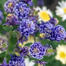 Image result for Aquilegia caerulea
