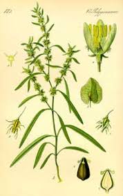 Attēlu rezultāti vaicājumam “Rumex maritimus leaf”