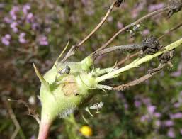 Attēlu rezultāti vaicājumam “Aulacidea hieracii”