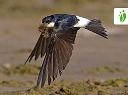 Attēlu rezultāti vaicājumam “Delichon urbicum”