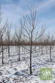 Attēlu rezultāti vaicājumam “Liriodendron tulipifera”