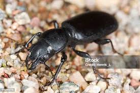 Attēlu rezultāti vaicājumam “Broscus cephalotes”