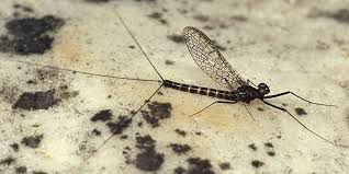 Attēlu rezultāti vaicājumam “Ephemeroptera imago”