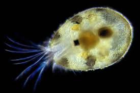 Attēlu rezultāti vaicājumam “Crustacea”