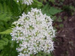 Image result for Myrrhis odorata