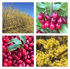 Attēlu rezultāti vaicājumam “Cornus mas fruit”