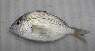 Image result for Stenotomus chrysops