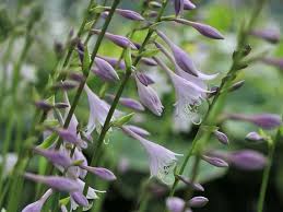Image result for Hosta fortunei albomarginata