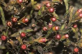 Attēlu rezultāti vaicājumam “Schistidium apocarpum stalked”