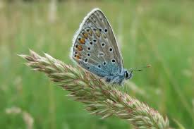 Attēlu rezultāti vaicājumam “Lycaeniinae”