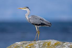 Attēlu rezultāti vaicājumam “Ardea cinerea adult”