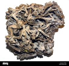 Attēlu rezultāti vaicājumam “Chara polyacantha”