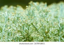 Attēlu rezultāti vaicājumam “Cladonia rangiferina”